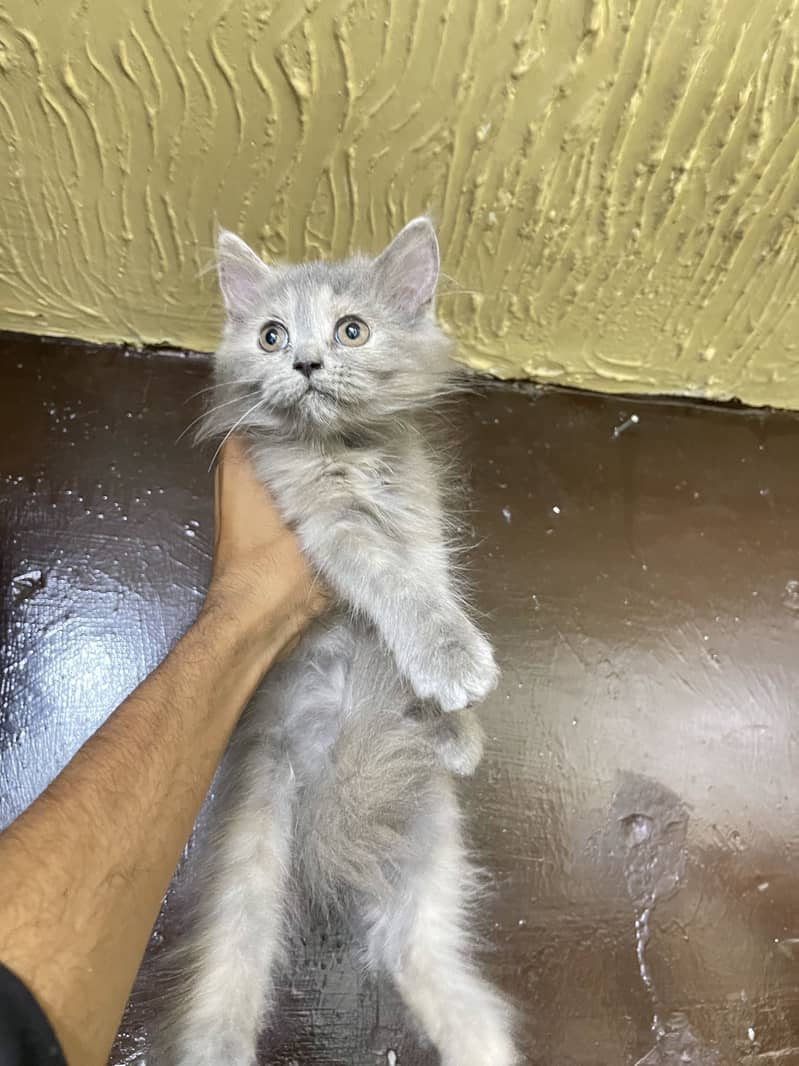 kittens 2