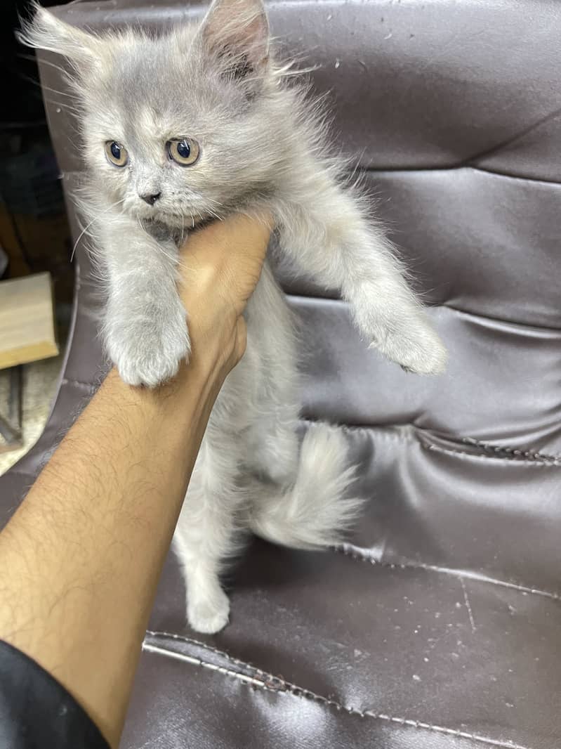 kittens 3