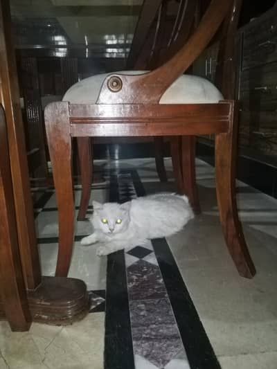 Beautiful persion cats White cat 