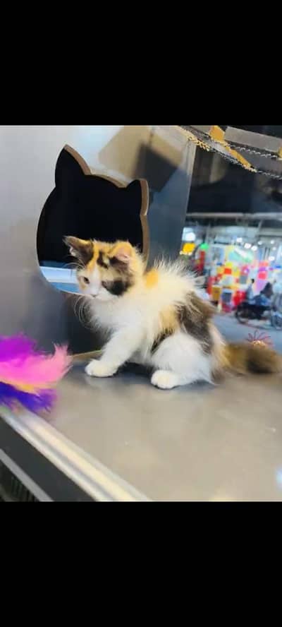 persian cat for sale MywatsapppNumber 0309-37-13-656
