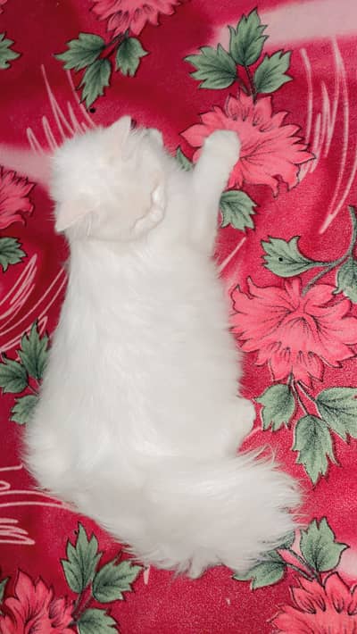 Cute Persian Cat for Sale * Healthy Persian Kitten Available