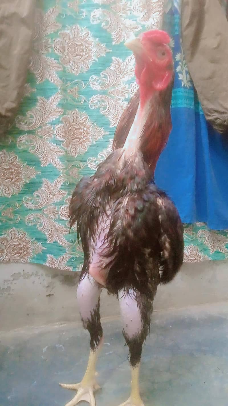 Aseel case patha 0