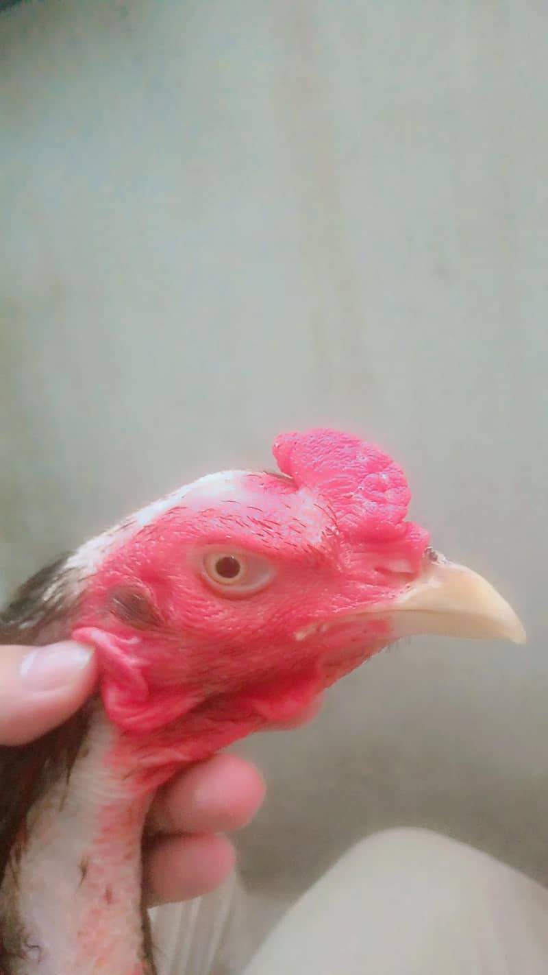 Aseel case patha 1
