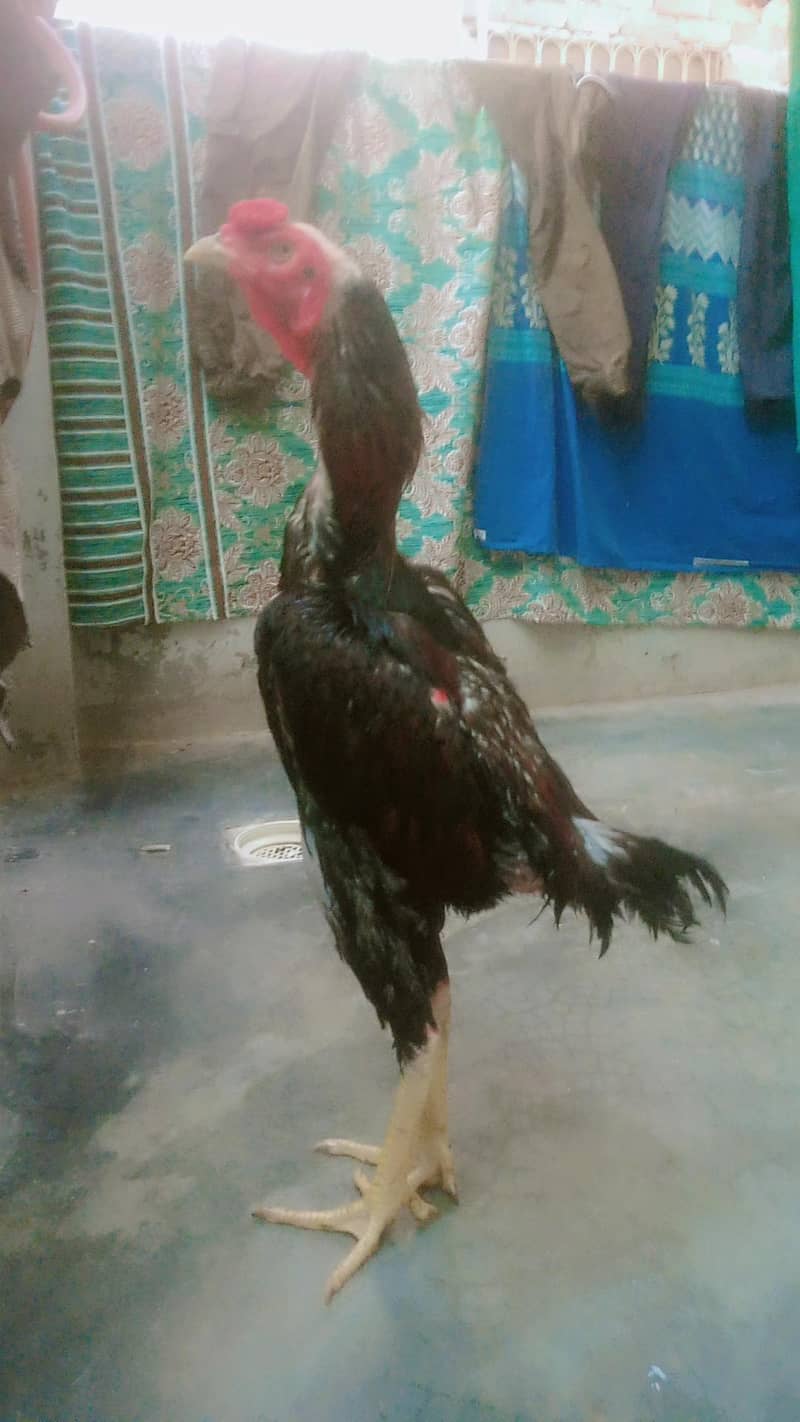 Aseel case patha 3