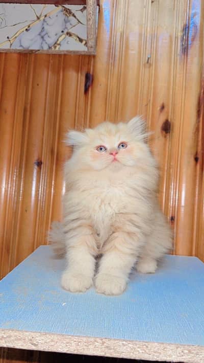 persian cat for sale MywatsapppNumber 0309-37-13-656
