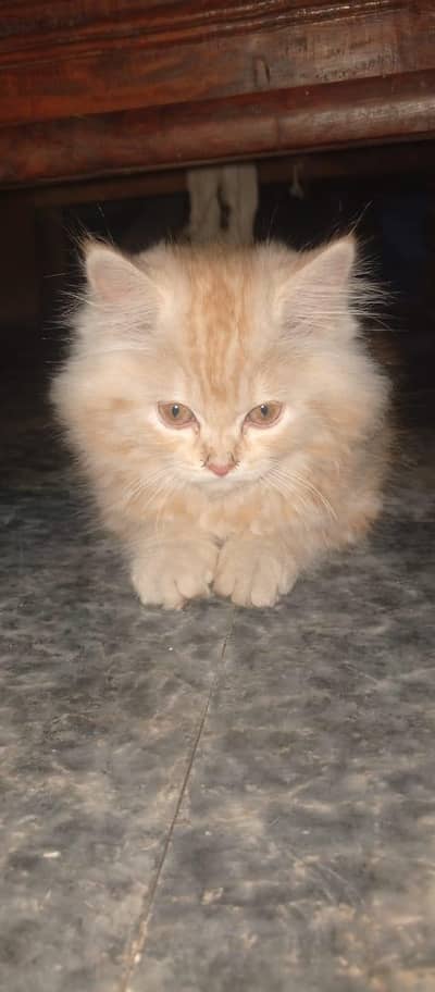 kitten for sale