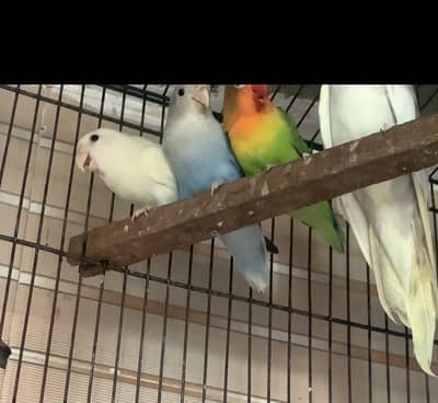 Love birds