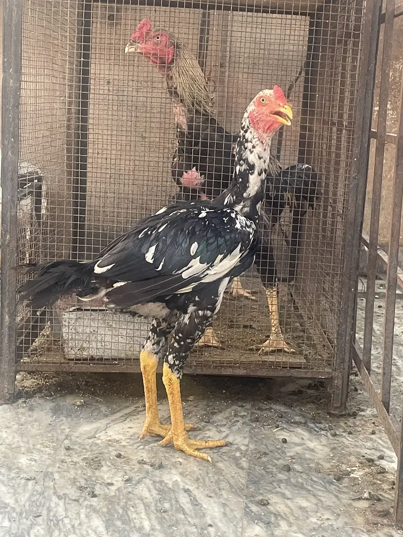 Shamo male — photo 2
