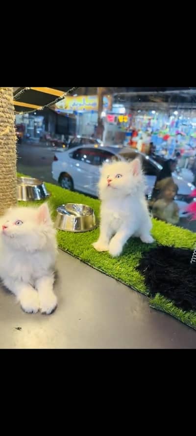 persian cat for sale MywatsapppNumber 0309-37-13-656
