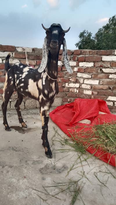 male goat