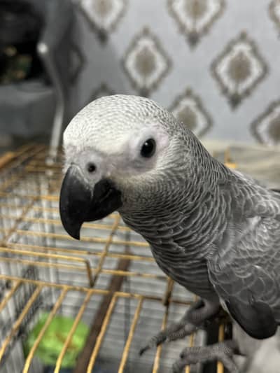 African grey chick