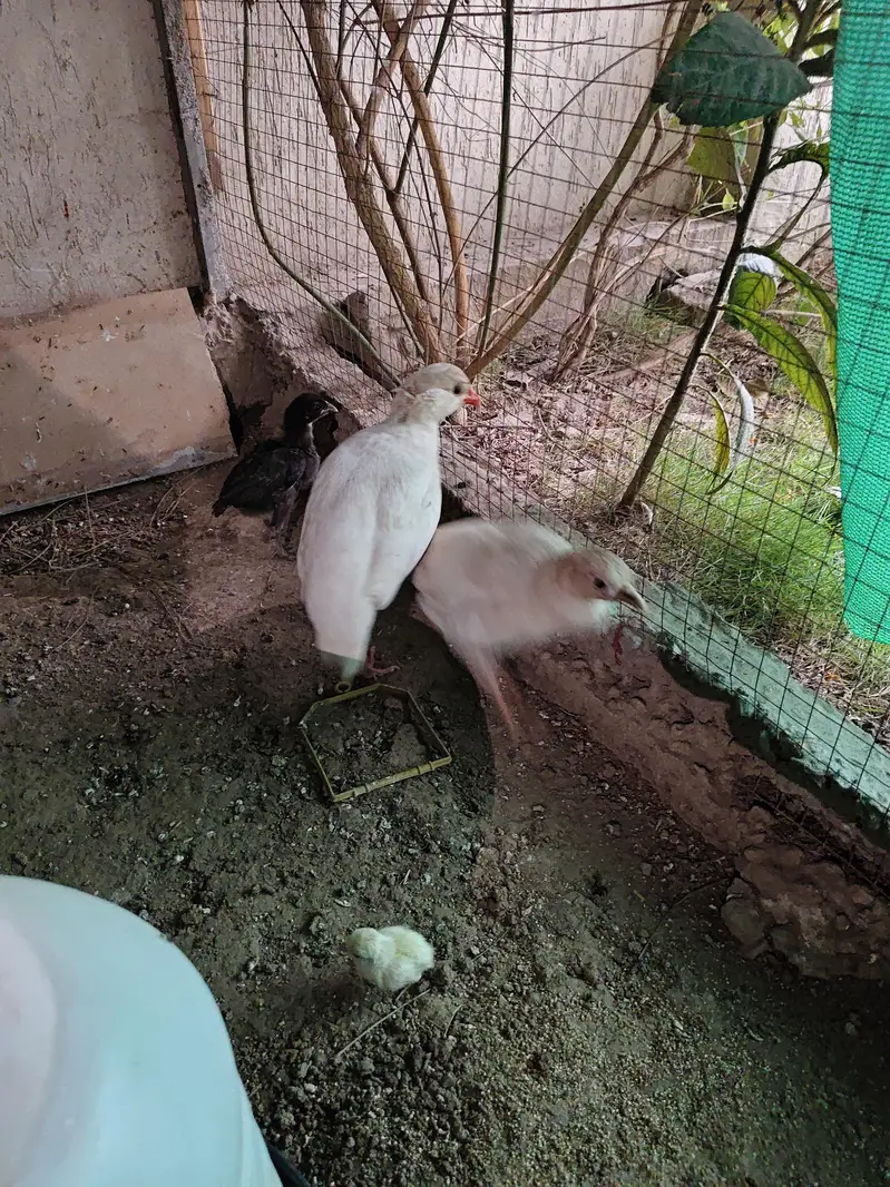 white american chakoor — photo 2