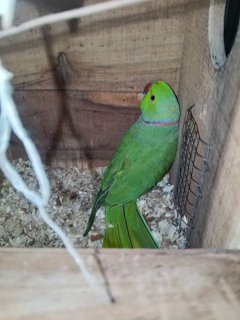 Parrot 0