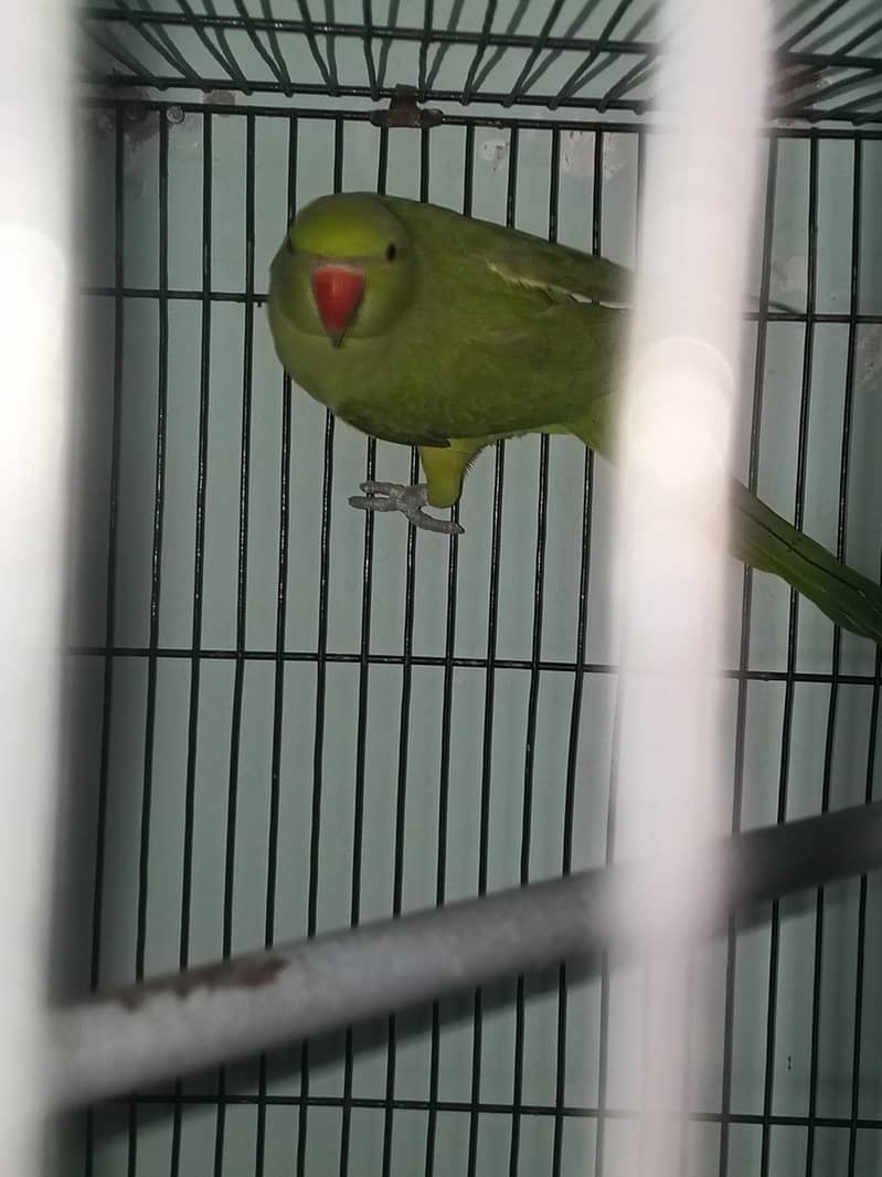 Parrot 1