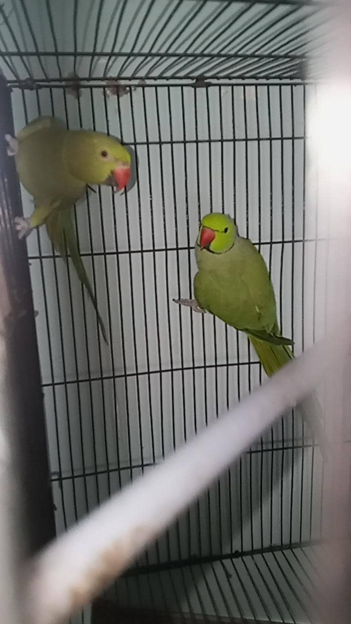 Parrot 2