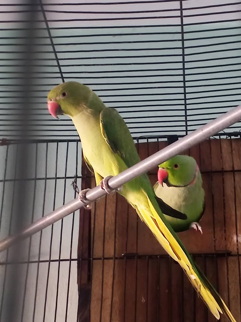 Parrot 3