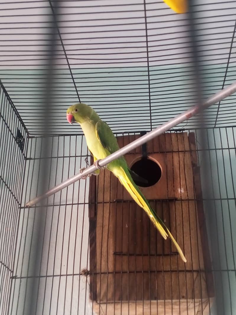 Parrot 4