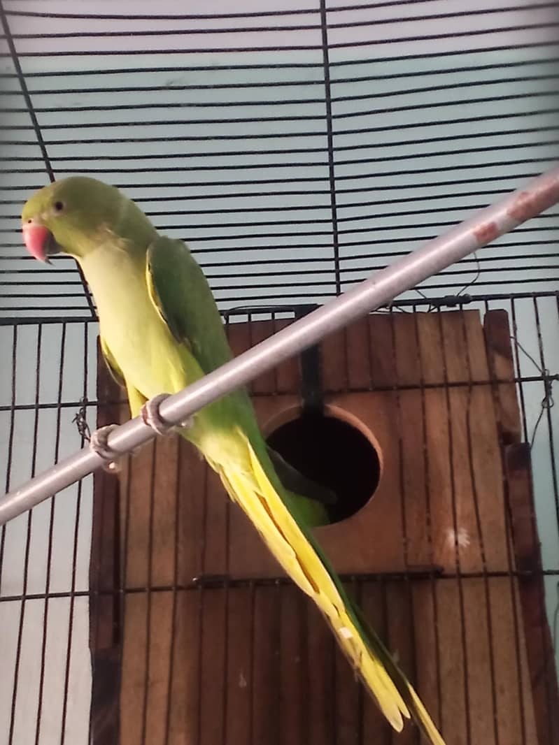 Parrot 5