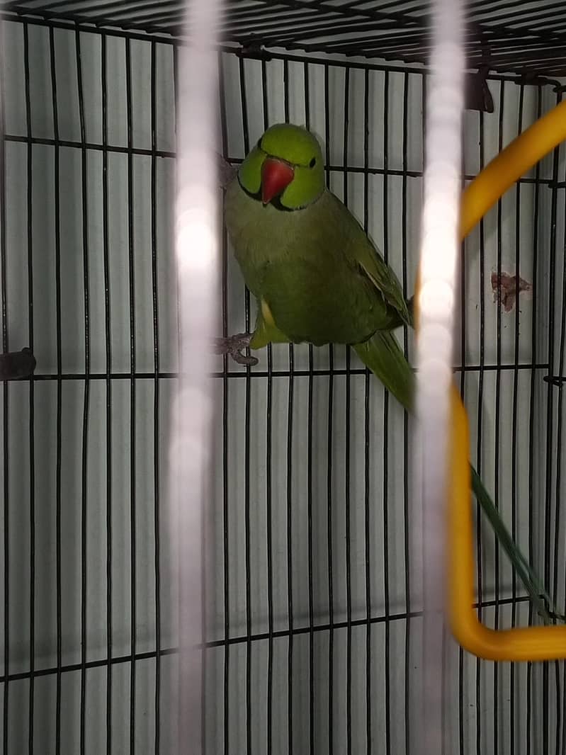 Parrot 6