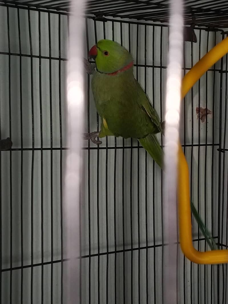 Parrot 7