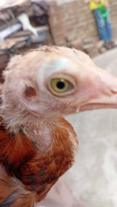 Pure Aseel Mianwali Chicks – 3 Months Old – Healthy & Active