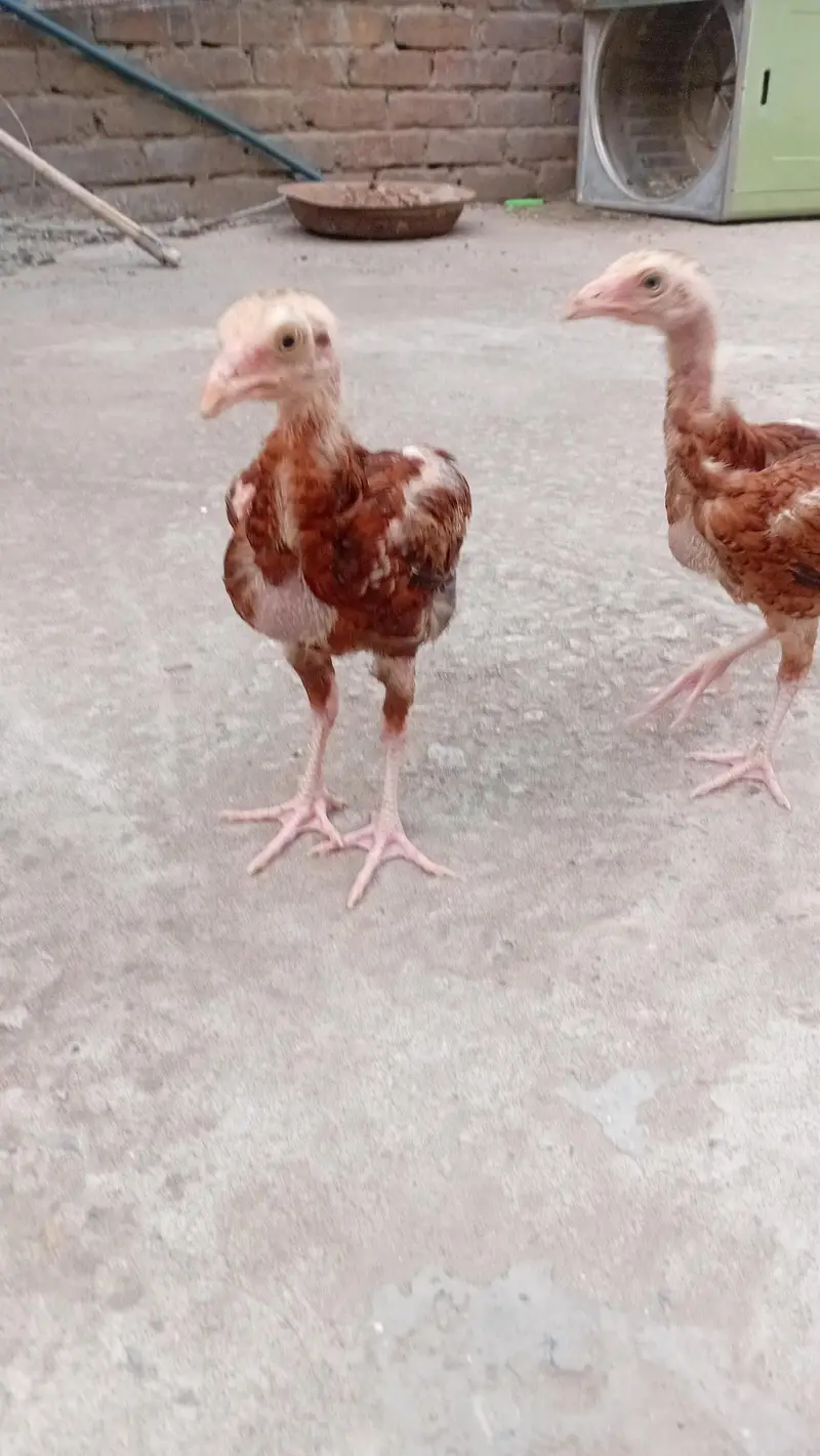 Pure Aseel Mianwali Chicks – 3 Months Old – Healthy & Active — photo 2