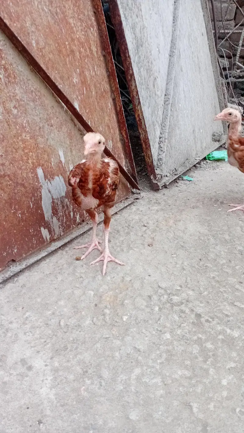 Pure Aseel Mianwali Chicks – 3 Months Old – Healthy & Active — photo 3
