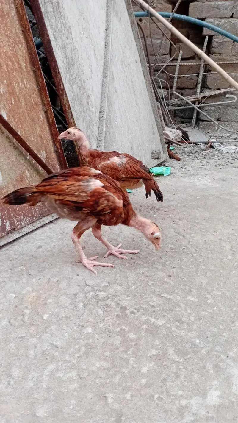 Pure Aseel Mianwali Chicks – 3 Months Old – Healthy & Active — photo 4