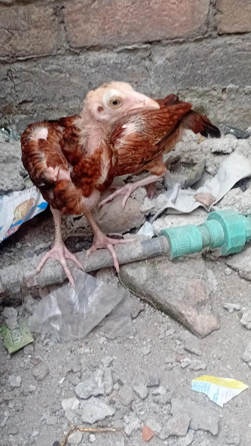 Pure Aseel Mianwali Chicks – 3 Months Old – Healthy & Active — photo 5
