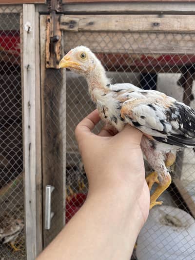 Aseel pure chicks