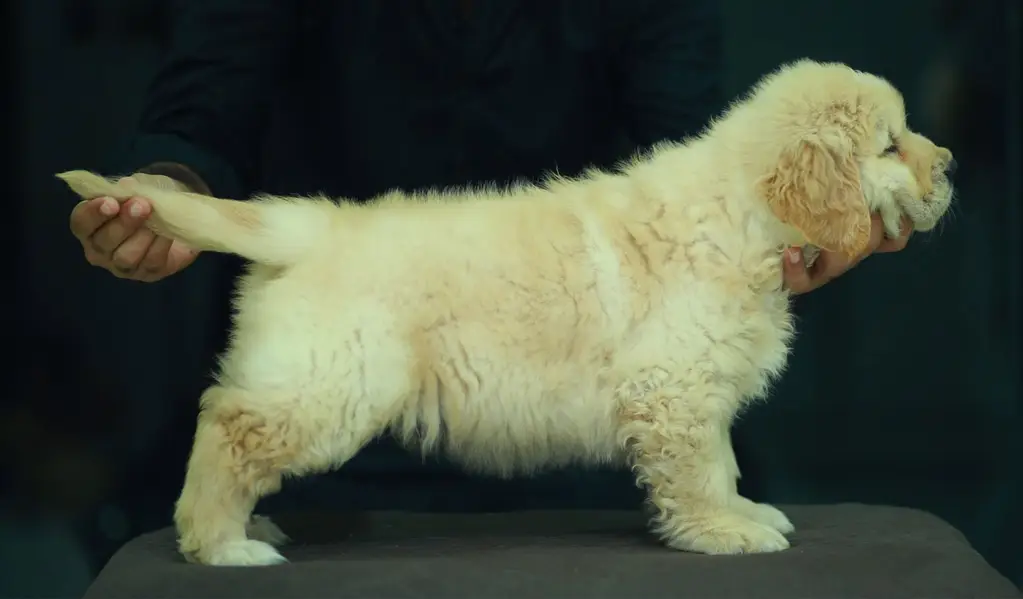 Golden Retriever female  pup imported bloodline 03151466500 — photo 3