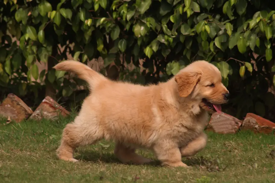 Golden Retriever female  pup imported bloodline 03151466500 — photo 4