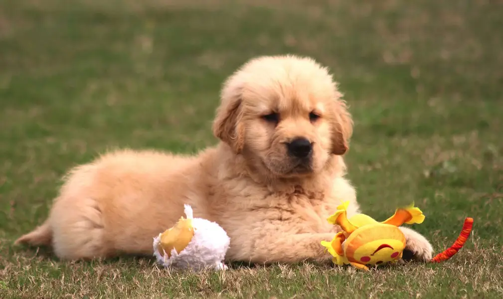 Golden Retriever female  pup imported bloodline 03151466500 — photo 5