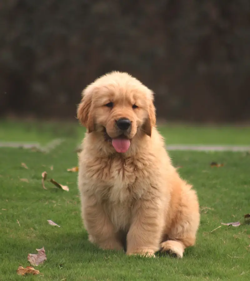 Golden Retriever female  pup imported bloodline 03151466500 — photo 6