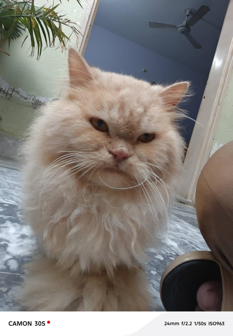 2 cats 1