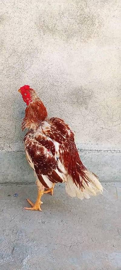 aseel chena male for sale