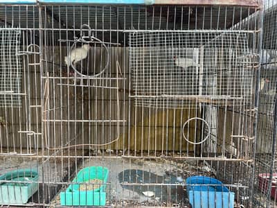 Cockteil and java with cages for sale