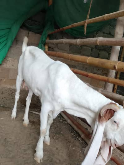 Bakri Pure gulabi aur male female bache for sale