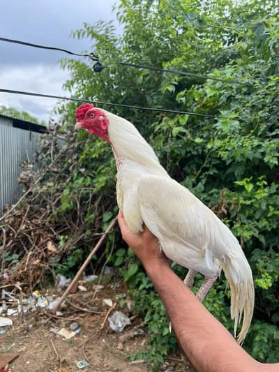 Heera Pair For Sale