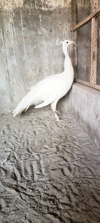white  peacock 18000