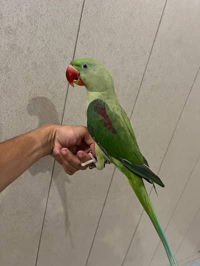 Raw Female Parrot