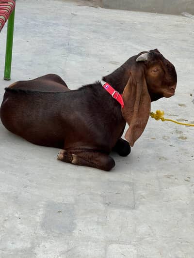 dasi bakra mashallha