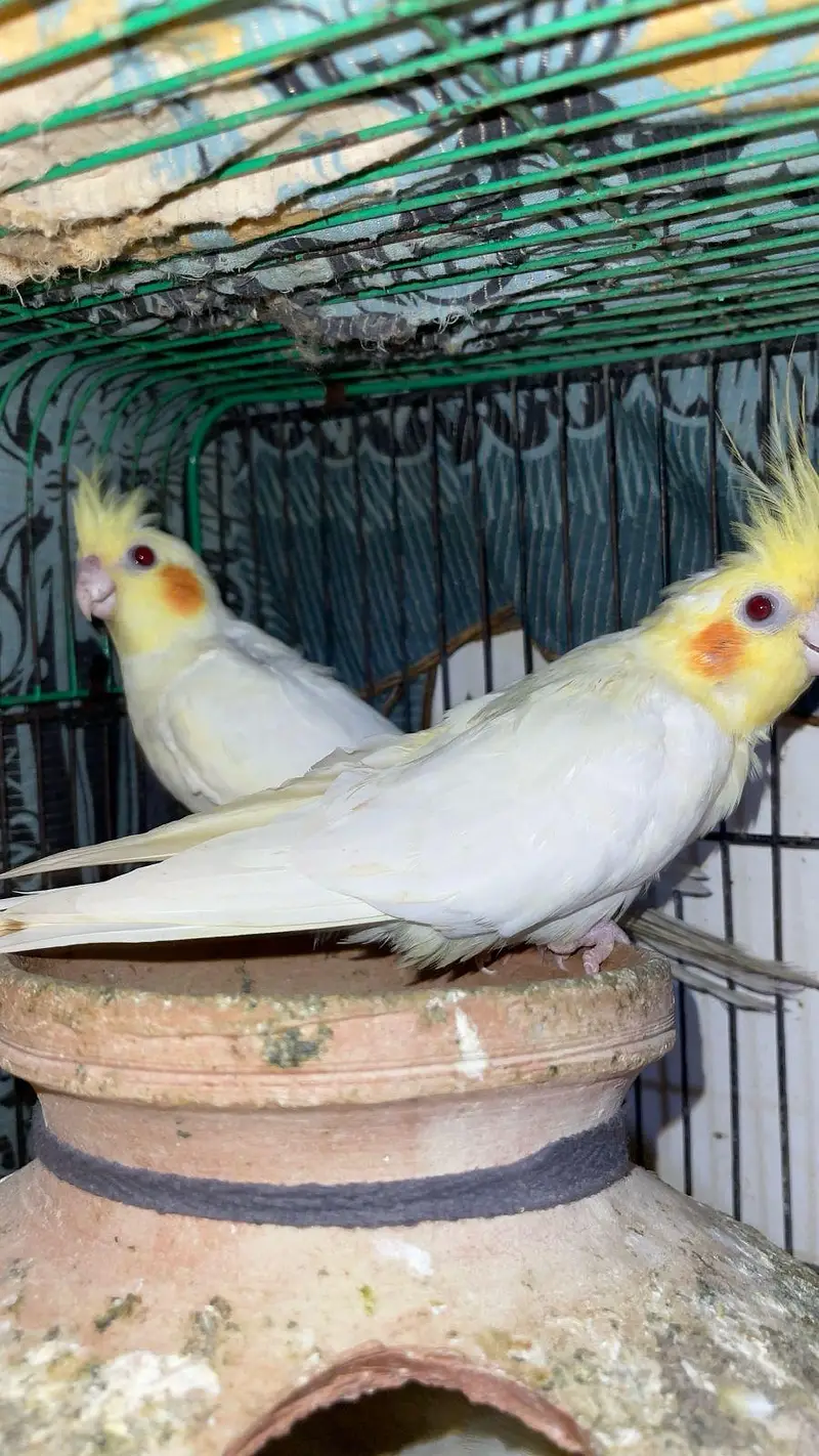 CREAM COCKTAIL PARROTS AVAILABLE