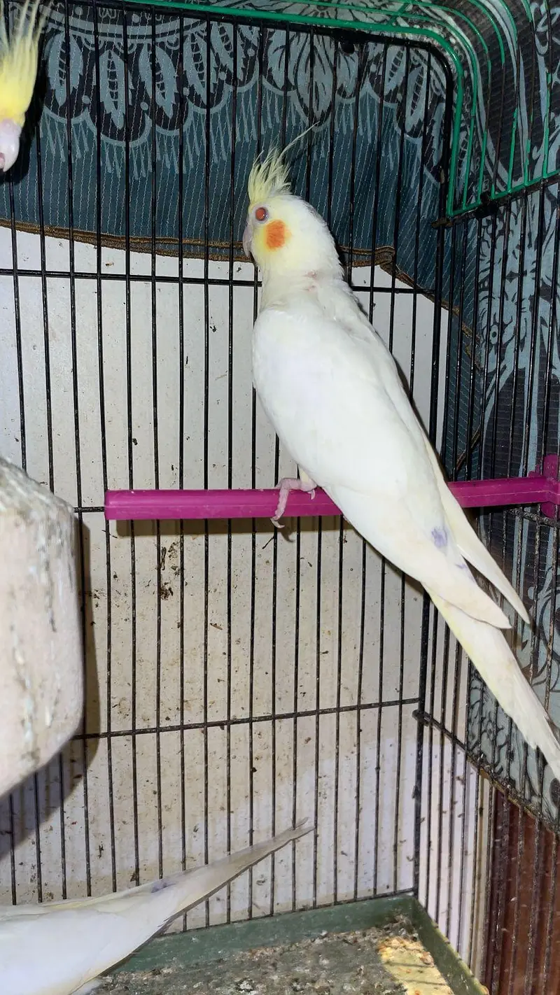 CREAM COCKTAIL PARROTS AVAILABLE — photo 2