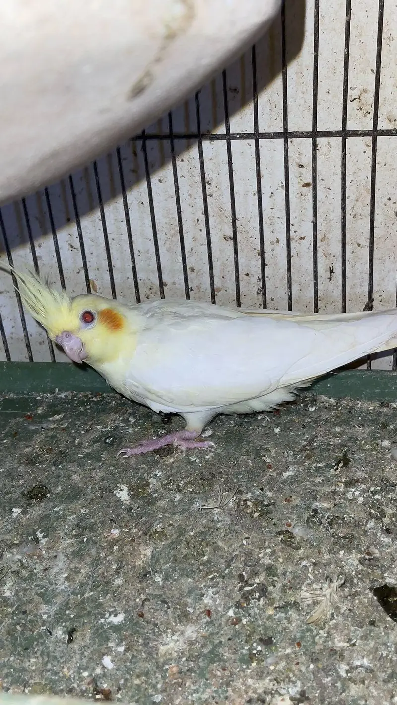 CREAM COCKTAIL PARROTS AVAILABLE — photo 3