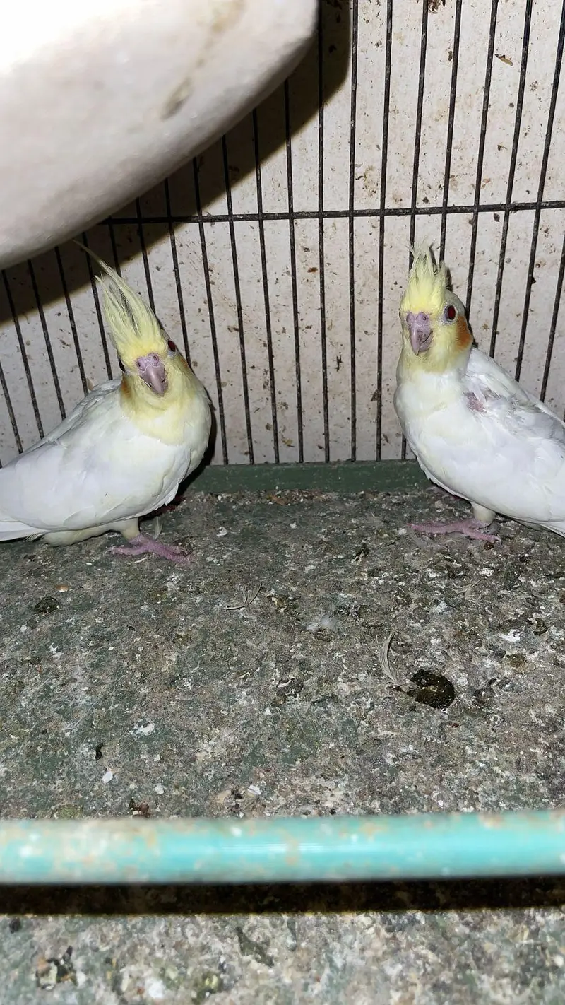 CREAM COCKTAIL PARROTS AVAILABLE — photo 4