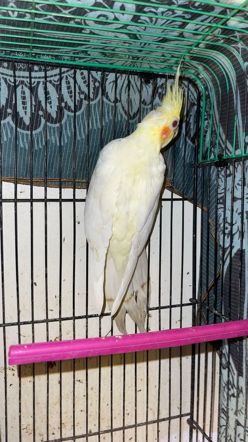 CREAM COCKTAIL PARROTS AVAILABLE — photo 5