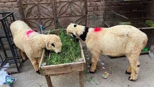 2 Mundra ka bacha or AK bakra ka bacha 6 month ka