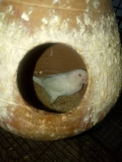 breeder Love birds pair