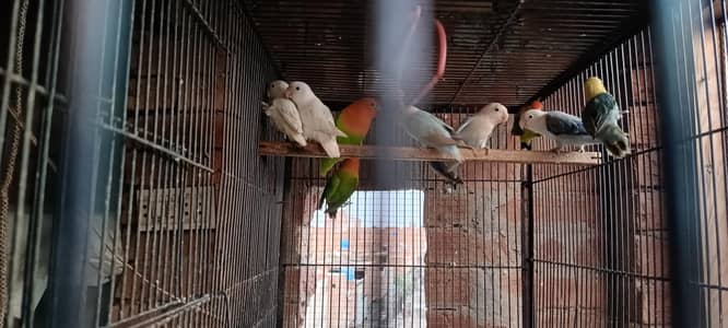 all birds healthy & active Good size